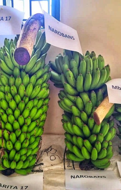 banana variety