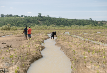 Husqvarna and Global Partners Join Forces to Restore Kenya’s Mangrove Forests and Ecosystems