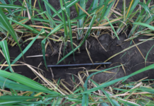 From Flooded Fields to Precision Farming: The Drip Irrigation Revolution in Sugarcane Farming