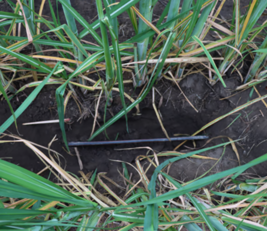 From Flooded Fields to Precision Farming: The Drip Irrigation Revolution in Sugarcane Farming
