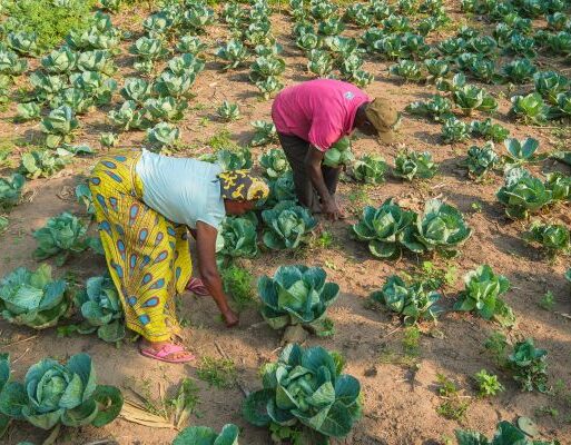 Farmers producing and harvesting more food – Photo by Axel Fassio_CIFOR-ICRAF