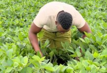 R50 million Agri-blended finance scheme driving the growth of 30 Eastern Cape Agri-businesses