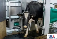 How Milking Robots Are Transforming Dairy Farming in North America