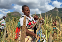 Over 1,000 Farmers Trained in Climate-Smart Agriculture to Boost Resilience in Kenya’s Semi-Arid Regions