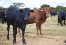 Ceva and ILRI sign MoU to establish Animal Health Innovation Hub for Africa