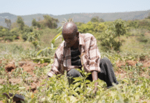 Cultivating Resilient Farms: The Business-Driven Approach to Scaling Regenerative Agriculture in Kenya’s Makueni County