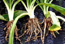 Nematicides Market to Reach USD 1.9 billion by 2033