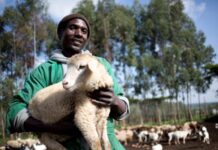 GALVmed announces a new programme to tackle low coverage of ruminant vaccination across Africa