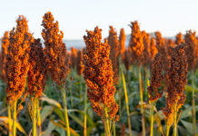 Scientists discover key gene controlling drought resilience in sorghum, opening path for climate-smart crop breeding