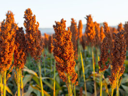 Scientists discover key gene controlling drought resilience in sorghum, opening path for climate-smart crop breeding