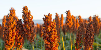 Scientists discover key gene controlling drought resilience in sorghum, opening path for climate-smart crop breeding