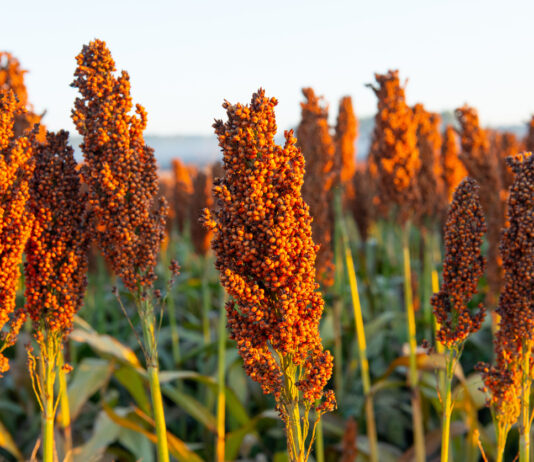 Scientists discover key gene controlling drought resilience in sorghum, opening path for climate-smart crop breeding