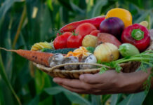 New study calls for greater role of water and aquatic foods in agroecology principles