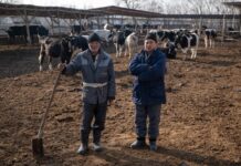 New investment by Uzbekistan and IFAD to strengthen family farmers and dairy sector