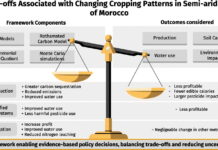 Smart Farming Analysis Reveals Hidden Trade-offs in Morocco’s Olive Boom