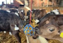 Beyond borders: How online platforms are connecting farmers with new solutions worldwide