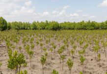 Reviving the Coastal Guardians: The Human Story of Mangrove Reforestation
