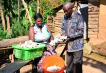 Hero Mushroom Transforms Rural Communities in Uganda to Save Cranes