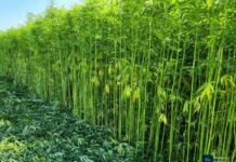 Sixth Annual HEMPTECH Conference Returns to Ghana: Africa’s Longest-Running Hemp Conference Expands to ECOWAS and the Caribbean