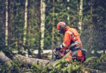 The Battle of the Saws: Chainsaw vs. Pole Saw – Which is Right for the Job?
