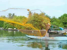Marine heatwaves driving fish decline four times faster than ocean warming, report