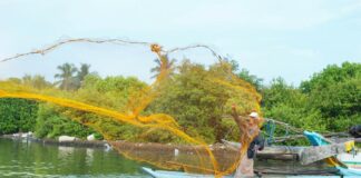 Marine heatwaves driving fish decline four times faster than ocean warming, report