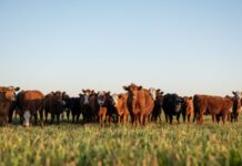 Regenagri to Launch New Standards Enhancing Sustainability and Traceability in Regenerative Agriculture