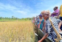 AfricaRice and CARI Introduce Ten Climate-Resilient Upland Rice Varieties to Boost Production in Liberia
