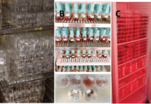 Scientists Urge Seaweed Gene Conservation to Fight Climate Change, Ocean Acidification