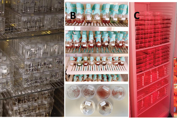 seaweed genebank