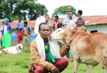 ACIAR Launches $2.4 Million Project in Ethiopia to Support Smallholder Goat and Sheep Farmers