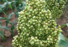Gene Switch Makes Sweet Sorghum Salt-Tolerant, Boosting Food Security