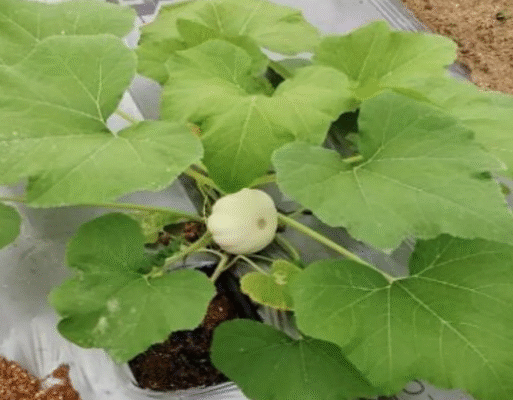 vegetable grafting