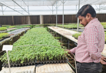 ICRISAT Study Finds Vegetable Grafting Under Polyhouses Boosts Yields and Income for Smallholder Farmers