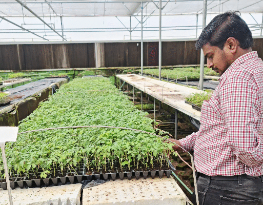 vegetable grafting polymerhouse