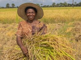 AI could bring data-driven rice agronomy to the world’s most vulnerable fields