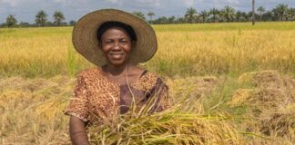AI could bring data-driven rice agronomy to the world’s most vulnerable fields