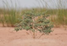 IFAD and Libya launch their first-ever project to help farmers combat water scarcity