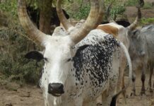 Program seeks to digitise livestock movement corridors in Ethiopia and Kenya to help improve services for pastoralists