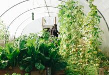 Greenhouse Warmth on a Budget: Eco-Friendly Heating Solutions for Growers