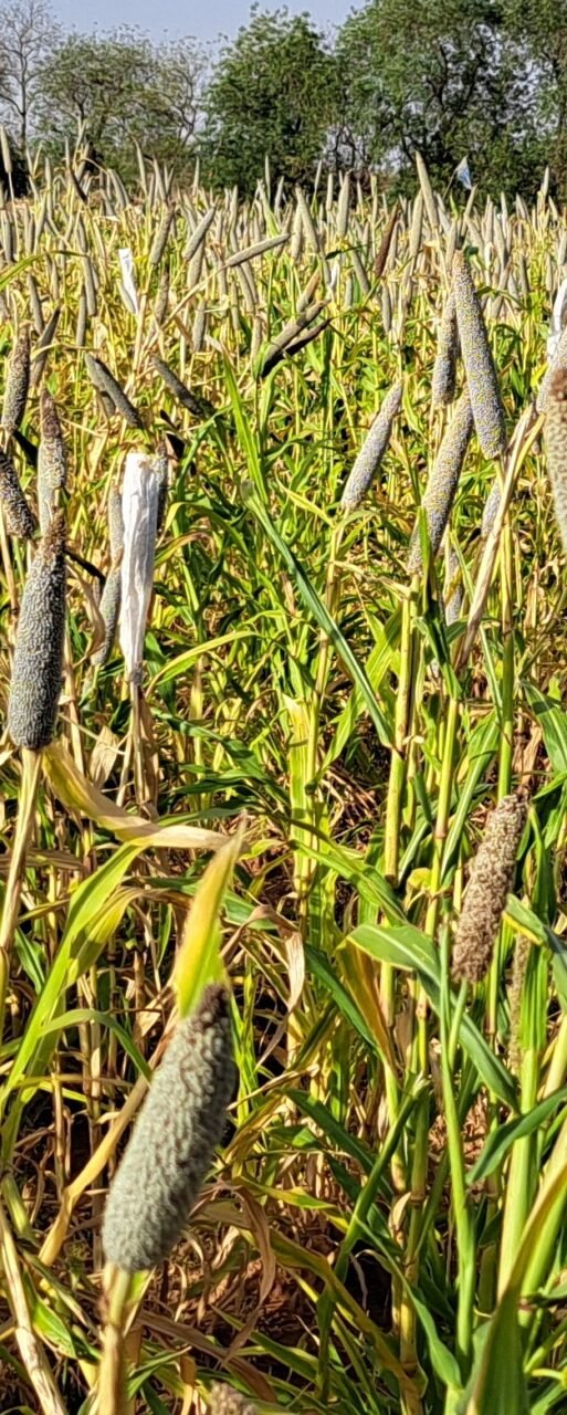 CHAKTI1 pearl millet