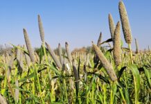 ICRISAT Unveils Climate-Smart Pearl Millet ‘Chakti’ to Bolster Food Security in Niger