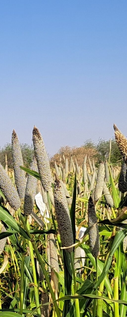 CHAKTI2 pearl millet