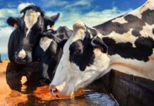 Water: The Overlooked Key in South Africa’s Battle Against Foot-and-Mouth Disease