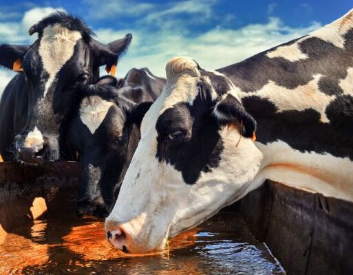 Dairy Cows Drinking 2 (002)