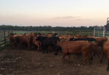 Maximize your breeding program investment with estrus detection