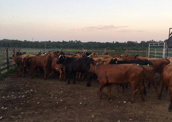 ET_Florida study cows