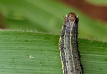 CGIAR Sustainable Farming Program deploying scientific tools to ensure food security from pests and disease