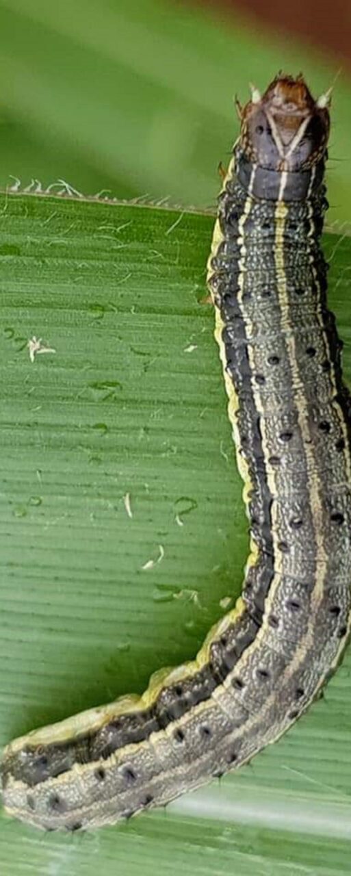 Fall-armyworm-on-leaf-Prasanna-scaled