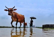 Flooded Fields: How Chemical and Microbial Contaminants Threaten Crop Safety